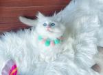 Adorable sweet babies - Ragdoll Cat For Sale - New York, NY, US