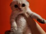 Goofy - Scottish Fold Cat For Sale - Levittown, PA, US