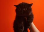 Gio - Scottish Straight Cat For Sale - Levittown, PA, US