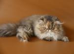 Isabelle - Persian Cat For Sale - Yucca Valley, CA, US