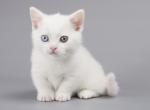 Laskaj - Munchkin Cat For Sale - Hollywood, FL, US