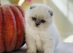 Felix - Scottish Fold Cat For Sale - Charlottesville, VA, US