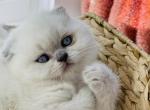 Max - Scottish Fold Cat For Sale - Charlottesville, VA, US