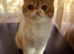 Greta - Exotic Cat For Sale - Lemont, IL, US