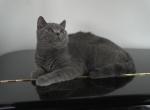 IDCATTERY - British Shorthair Cat For Sale/Service - Auburn, WA, US