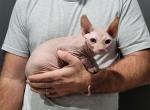 TICA White Male - Sphynx Cat For Sale - Rockford, IL, US