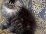 Beljapur cattery truffle - Persian Cat For Sale - Austin, TX, US