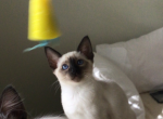 Male Seal Point - Siamese Cat For Sale - Queenstown, MD, US