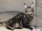 Galatians litter 6 - Maine Coon Cat For Adoption - Manchester, NH, US