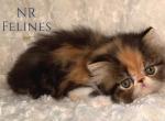 Exotic Girl Delilah Reserved - Exotic Cat For Sale - Ottawa, KS, US