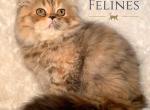 Chloe Reserved - Exotic Cat For Sale - Ottawa, KS, US