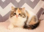 Oksi - Scottish Straight Cat For Sale - Norwalk, CT, US