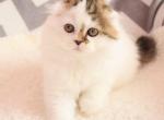 Nick Scottish fold - Scottish Straight Cat For Sale - Norwalk, CT, US