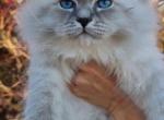 Richard - Siberian Cat For Sale - Norwalk, CT, US