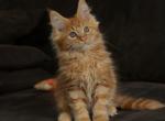 Ken - Maine Coon Cat For Sale - Miami, FL, US