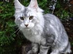 Silver girl - Maine Coon Cat For Sale - Bridgewater Township, NJ, US