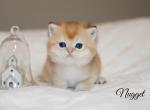 Nugget - British Shorthair Cat For Sale - Federal Way, WA, US