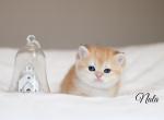 Nala - British Shorthair Cat For Sale - Federal Way, WA, US