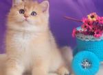 Amur - British Shorthair Cat For Sale - New York, NY, US