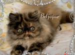 Nefertiti - Persian Cat For Sale - Austin, TX, US