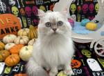 Panda - Scottish Straight Cat For Sale/Retired Breeding - Sunnyvale, CA, US