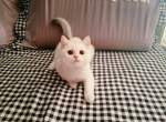 Taco - British Shorthair Cat For Sale - Staten Island, NY, US