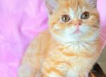 Goldfish - British Shorthair Cat For Sale - New York, NY, US