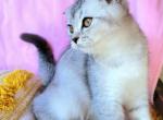 Tina - Scottish Fold Cat For Sale - New York, NY, US