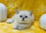 Iris - Scottish Straight Cat For Sale - Vancouver, WA, US