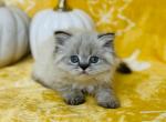 Inga - Scottish Straight Cat For Sale - Vancouver, WA, US