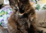 Auburn - Maine Coon Cat For Sale - Manchester Township, NJ, US