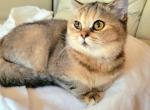 Floppa - British Shorthair Cat For Sale - New York, NY, US