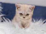 Scottish Straight kitten - Scottish Fold Cat For Sale - Orlando, FL, US