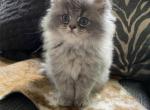 Apollo - Persian Cat For Sale - Bowie, MD, US