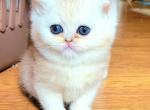 Boss - British Shorthair Cat For Sale - New York, NY, US