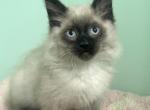 RESERVED Seal Point Ragdoll Male Kitten - Ragdoll Cat For Sale - Beach Park, IL, US