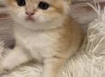 British golden chinchilla girl - British Shorthair Cat For Sale - Staten Island, NY, US