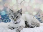 Aspen - Siamese Cat For Sale - MO, US