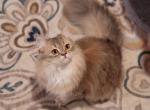 Tutsi - Scottish Straight Cat For Sale - Levittown, PA, US