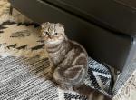 Scottish fold cinnamon marble girl - Scottish Fold Cat For Sale - Houston, TX, US