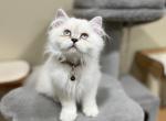 Hazel - Scottish Straight Cat For Sale - Vancouver, WA, US