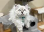 Hessa - Scottish Straight Cat For Sale - Vancouver, WA, US