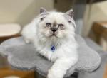 Hector - Scottish Straight Cat For Sale - Vancouver, WA, US