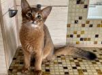 Kiwi - Somali Cat For Sale - Odesa, Odessa Oblast, UA