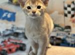 Norris - Abyssinian Cat For Sale - Odesa, Odessa Oblast, UA