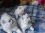 White Adorable Scottish Fold Babies - Scottish Fold Cat For Sale - Huntington Beach, CA, US