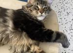 Reserved Duke classic black marble tabby boy - Maine Coon Cat For Sale - Chipley, FL, US