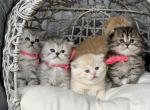 New litter - Scottish Fold Cat For Sale - Kent, WA, US