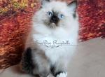 Sierras - Ragdoll Cat For Sale - St. Louis, MO, US