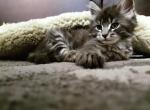 Simba - Maine Coon Cat For Sale - Westfield, MA, US